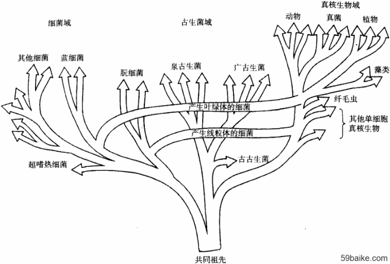 【科普小課堂】生命三域學(xué)說(shuō)的誕生