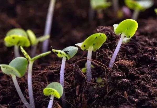 收藏：生物肥中常見菌的作用！